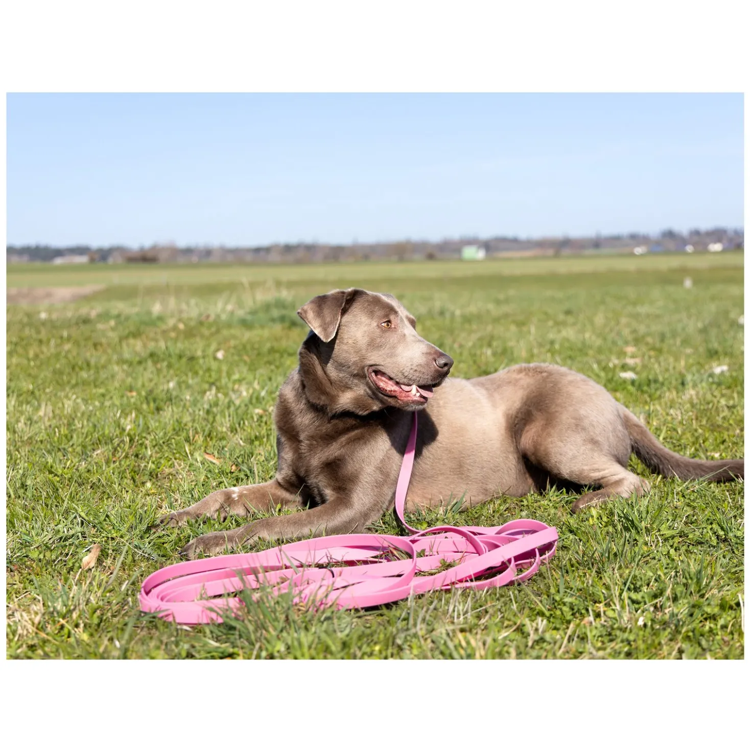 pawberry Schleppleine Doncaster