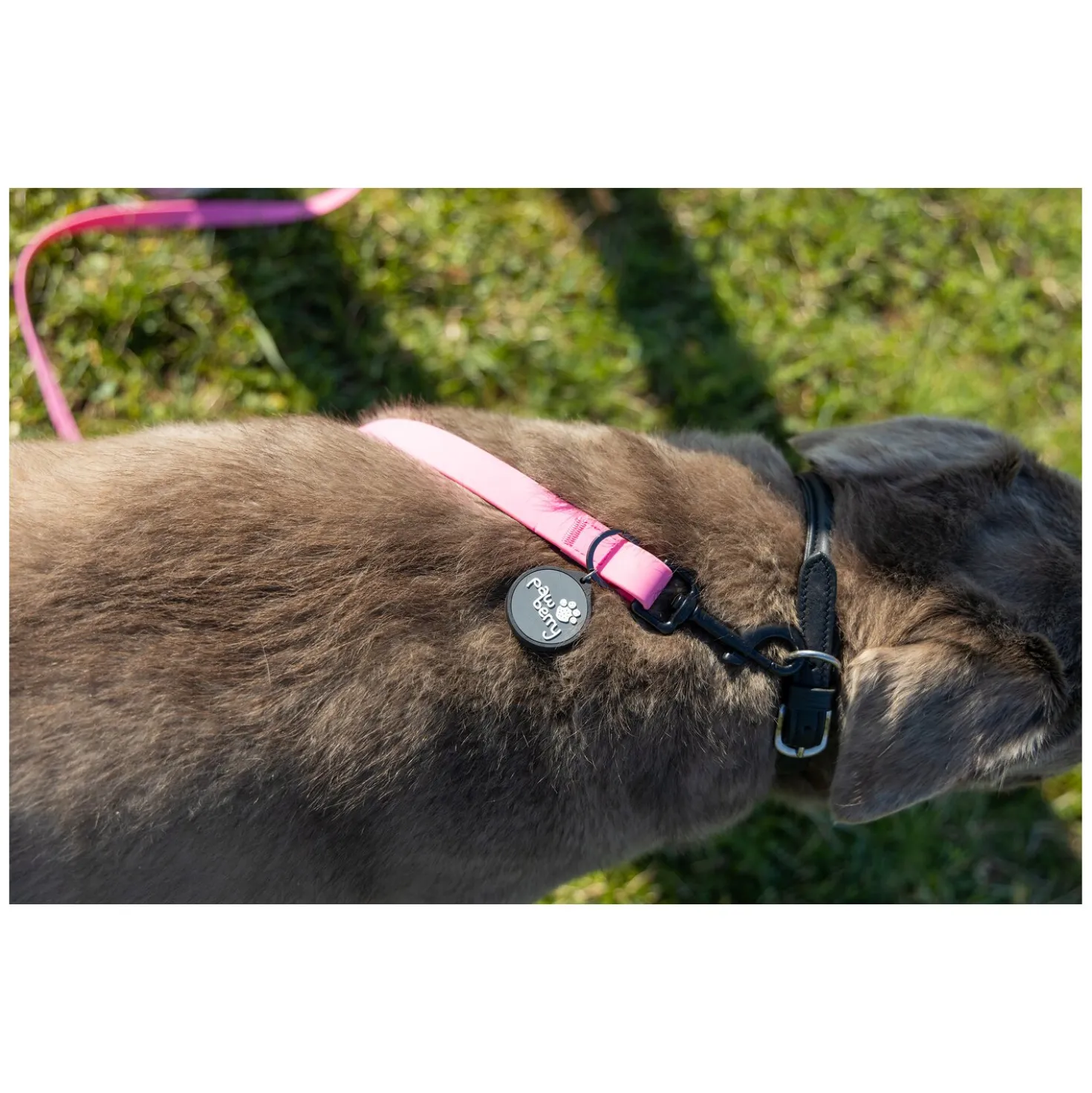 pawberry Schleppleine Doncaster