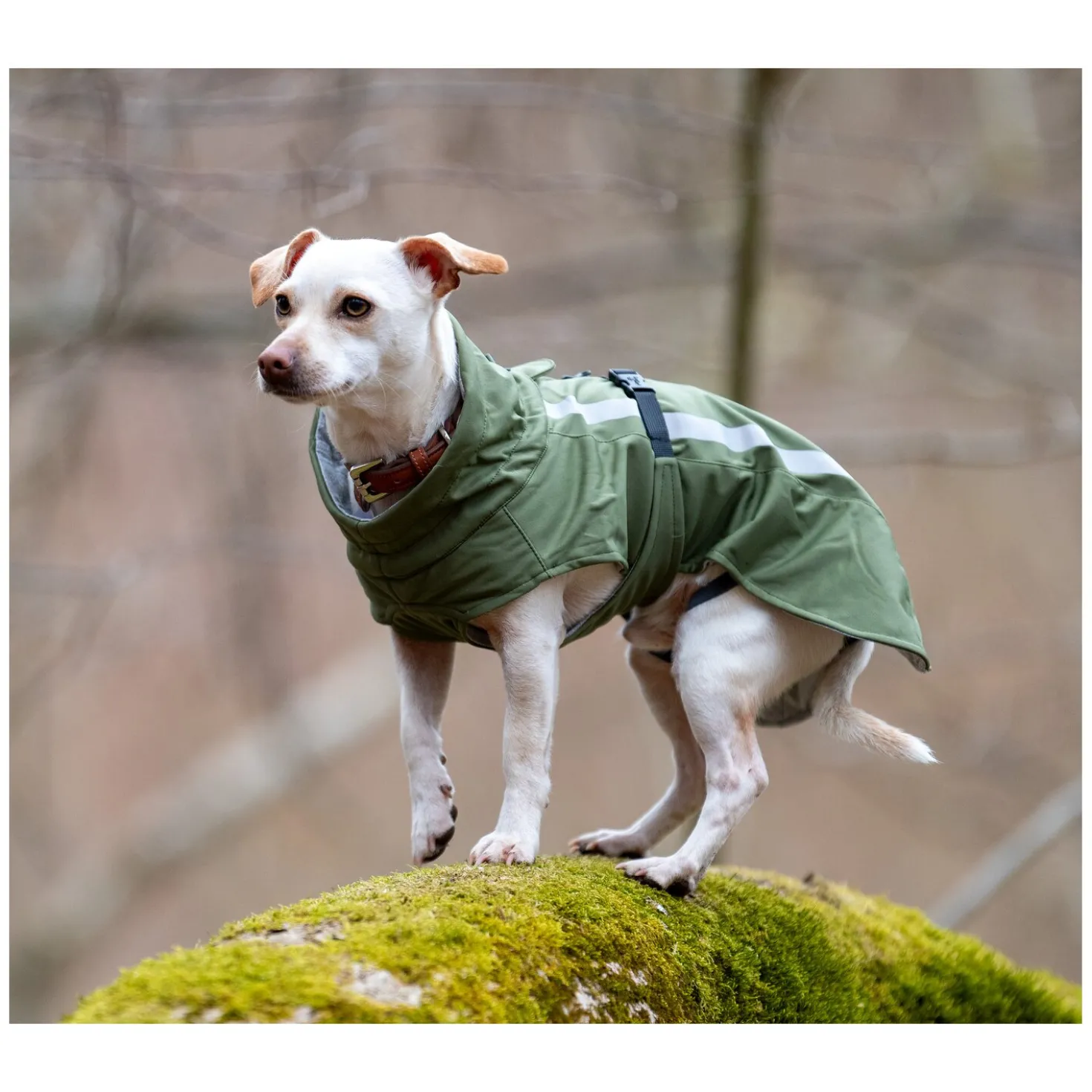 pawberry Softshell-Hundemantel Reus
