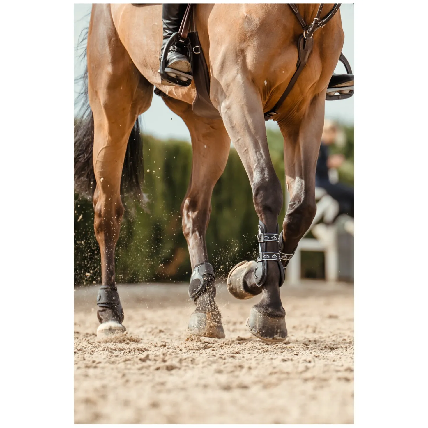 VEREDUS Springgamaschen Carbon Gel Vento, für die Vorderbeine