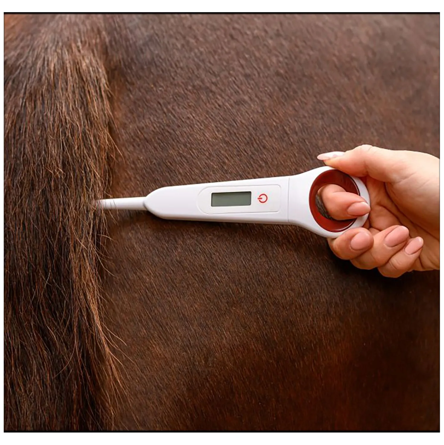WALDHAUSEN Digital-Fieberthermometer für Pferde