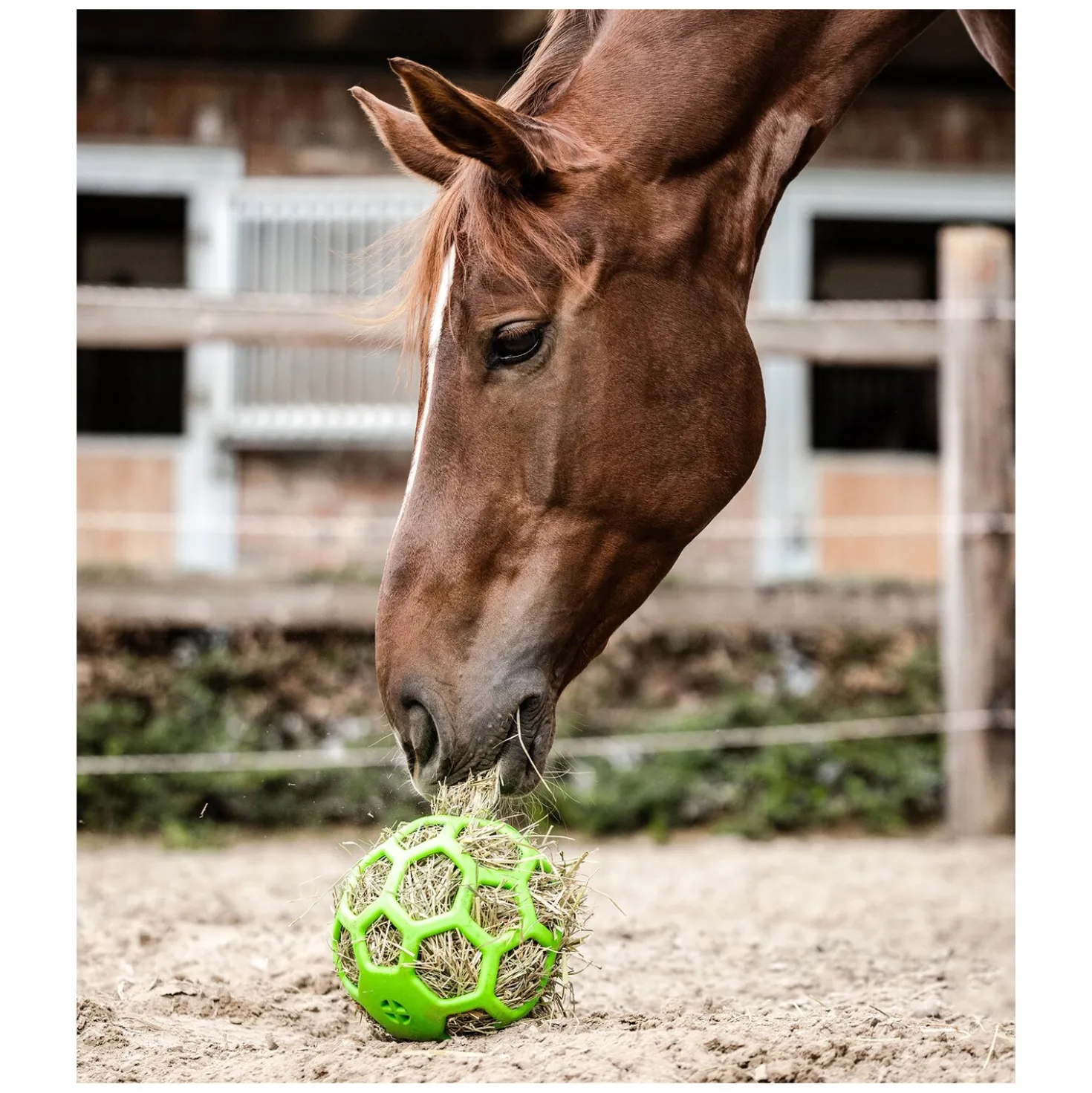WALDHAUSEN Heuball